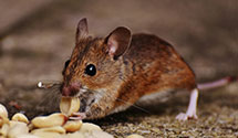 24 Hour & Emergency Exterminators in Mulkeytown, IL